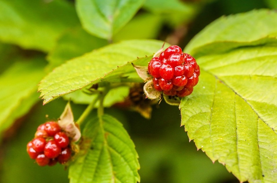 fresh boysenberries