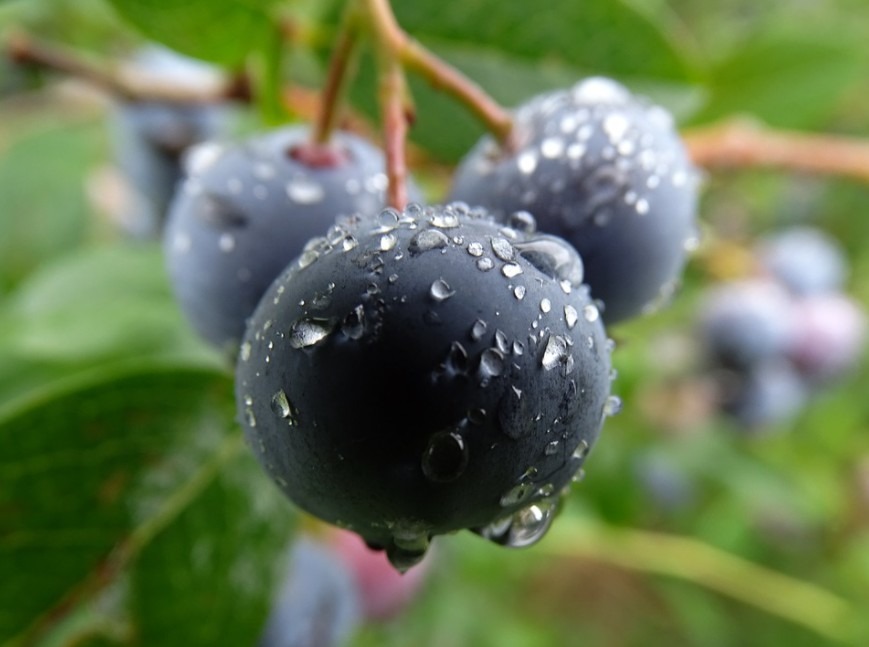 fresh huckleberries