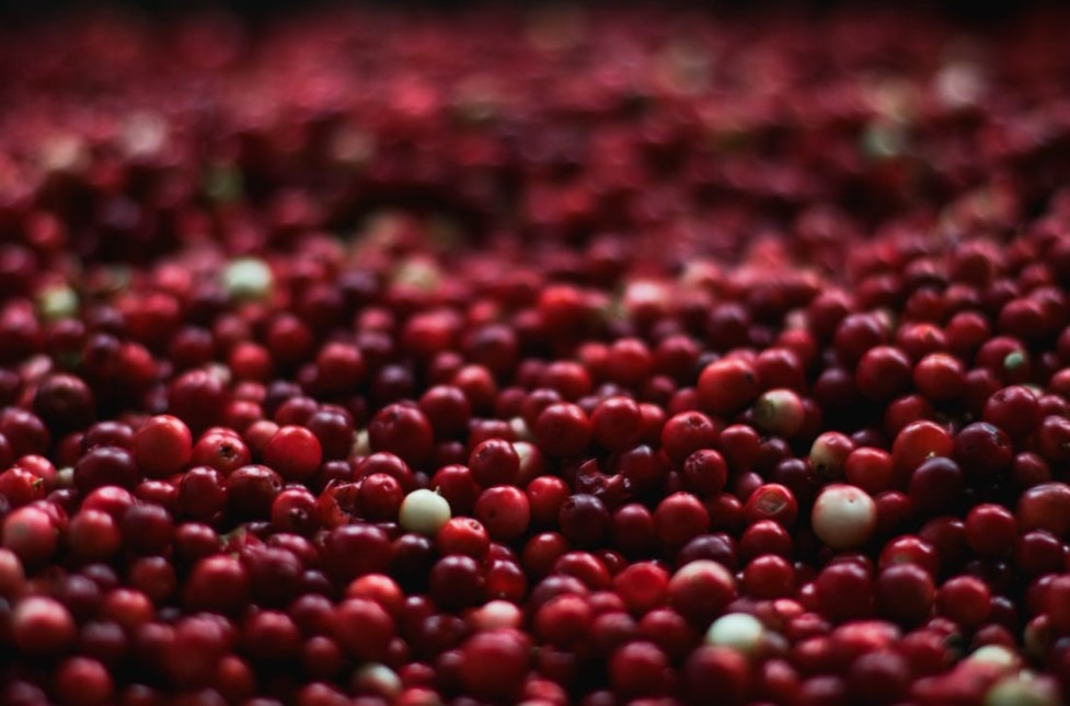 lots of ripe cranberries