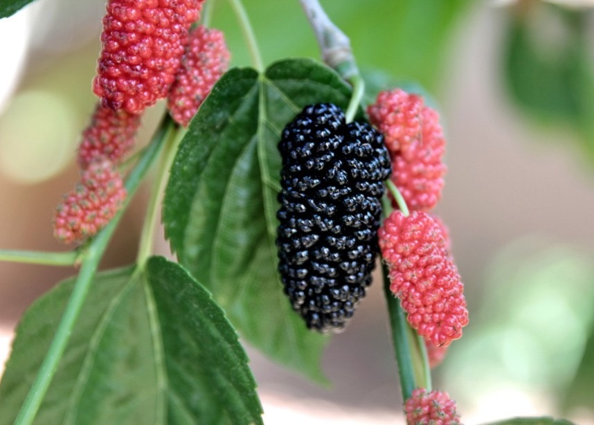 mulberries on a tree