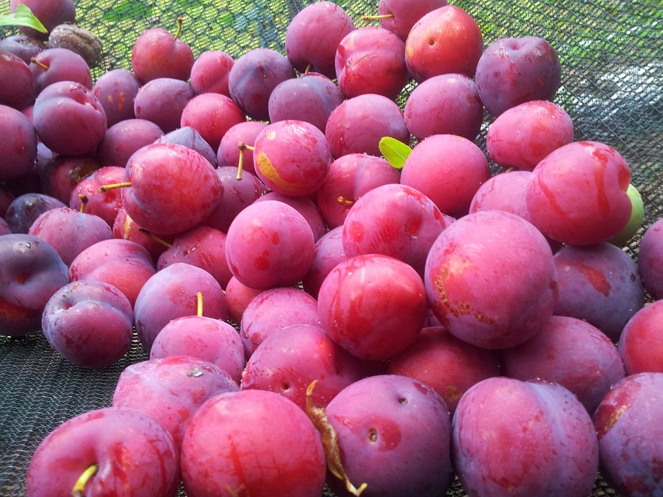 plums on a net
