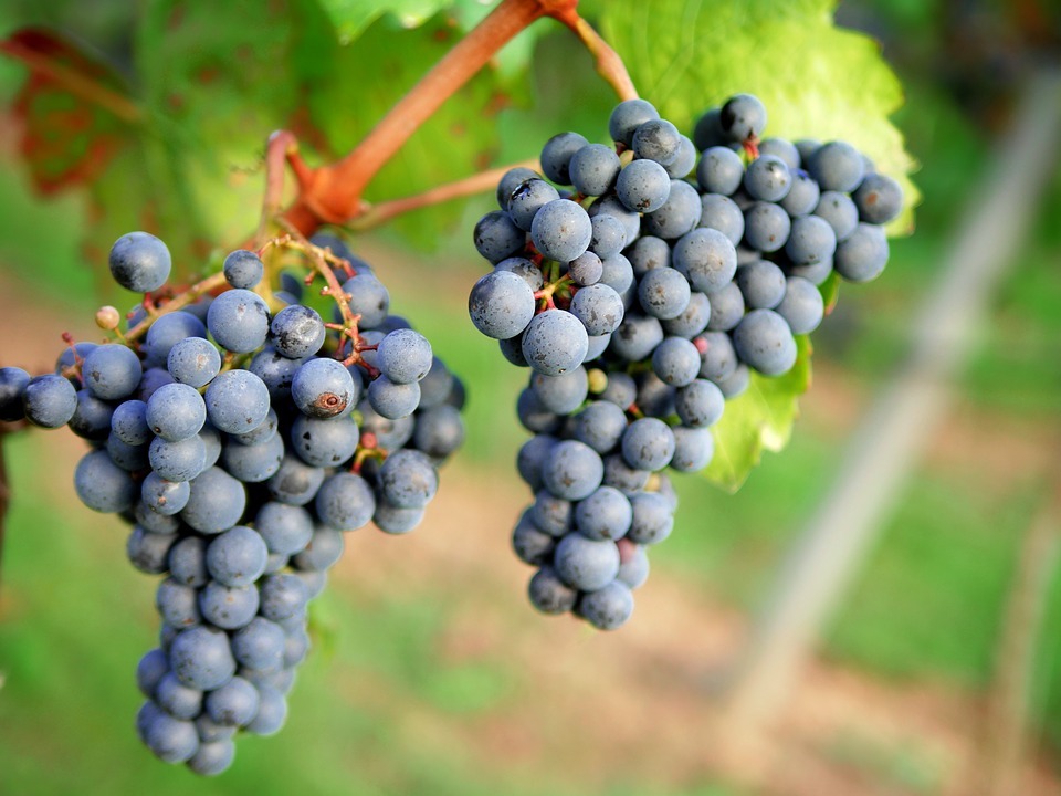 Interesting Facts About Grapes