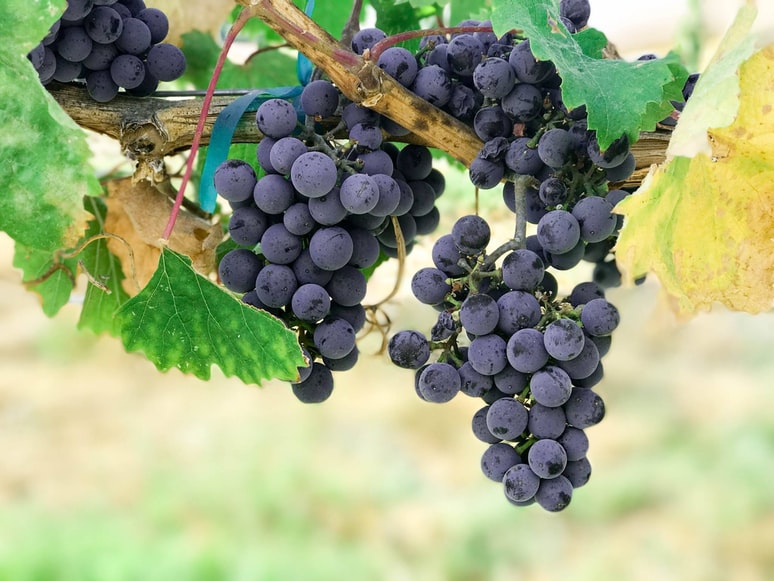 Benefits of Drinking Grape Juice