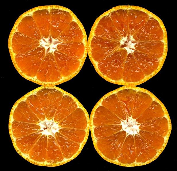 Satsuma Oranges