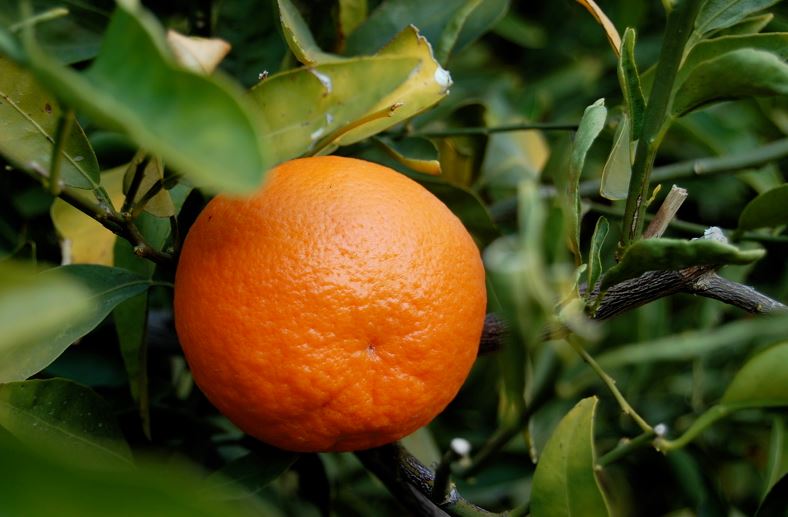 Tangerines