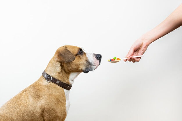 CBD Dog Treats - Benefits and How to Use