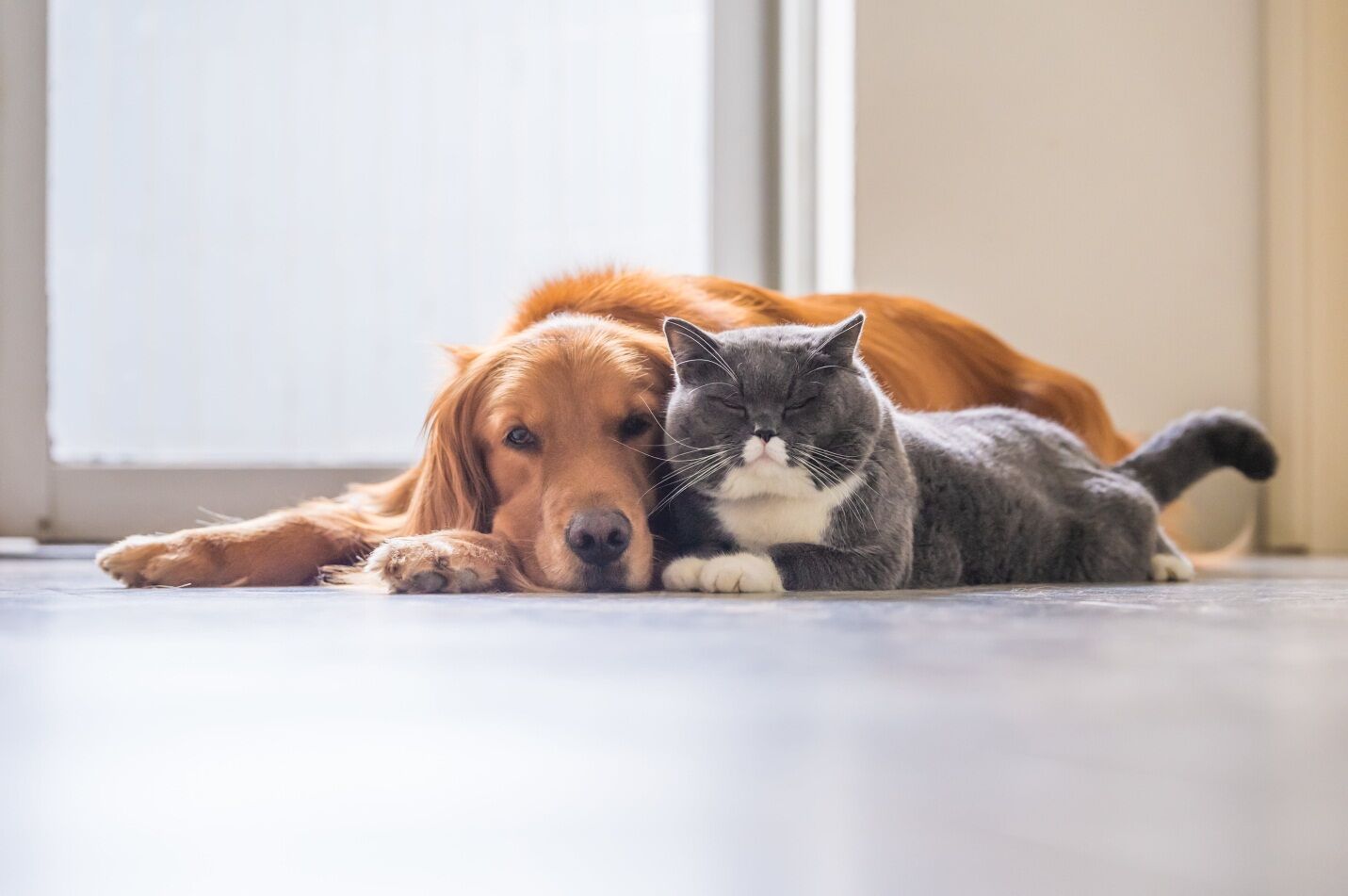 What Is CBD Oil for Pets and How Can It Benefit Them?