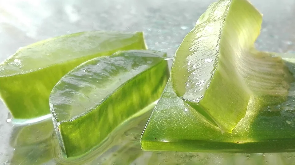 What is an Aloe Vera Plant