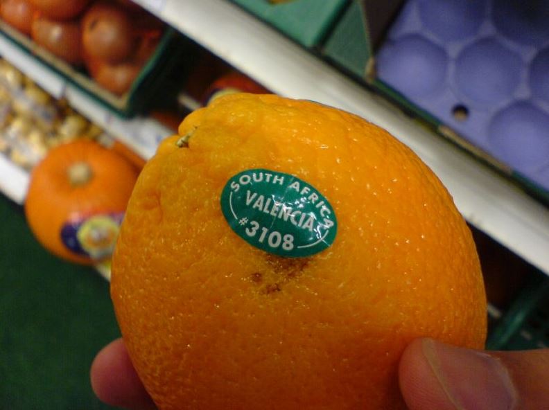 Valencia Oranges 